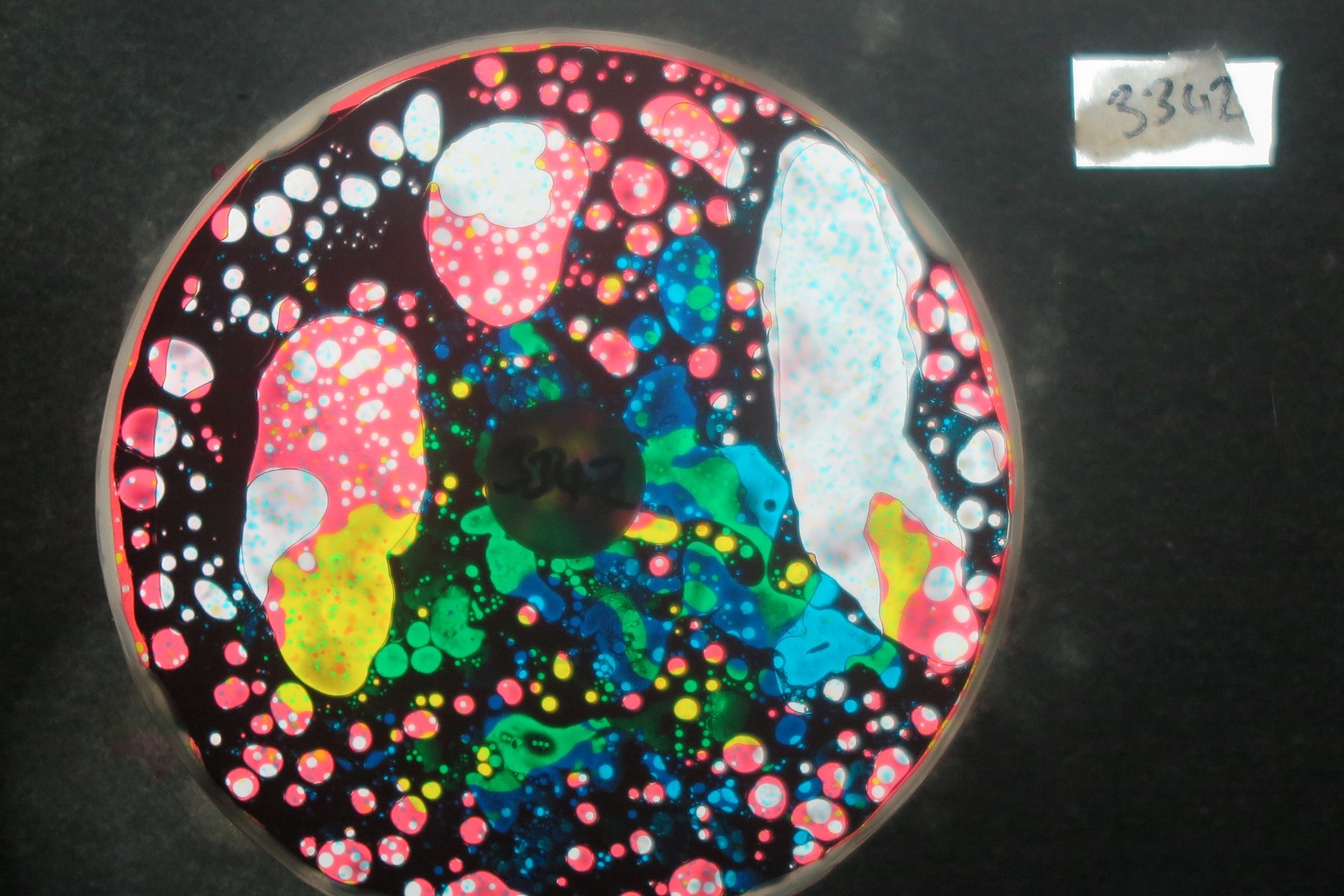 BV3342 bubble vision oil wheel